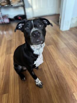 Rescue Mixed Breed Dogs for Adoption in Medford Lakes, New Jersey - Elma | PetCurious