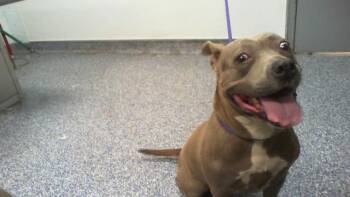 A1266659 -  Pit Bull Terrier Dog for Adoption in Charlotte, North Carolina - A1266659 | PetCurious