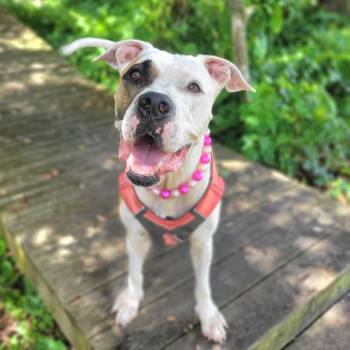 Rescue Mixed Breed Dogs for Adoption in Port Charlotte, Florida - Wilma | PetCurious
