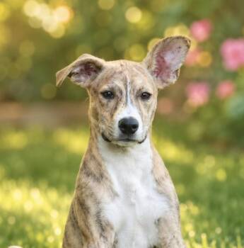 Lucky -  Plott Hound and Mixed Breed Dog for Adoption in San Antonio, Texas - Lucky | PetCurious