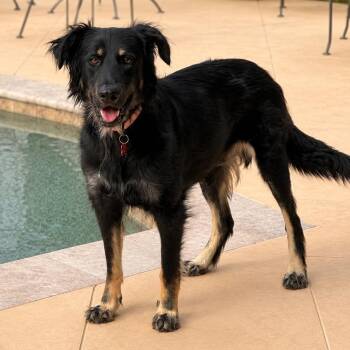 Bella (Sweet, Affectionate, Dog and Family Friendly) -  Flat Coated Retriever and Irish Setter Dog for Adoption in Houston, Texas - Bella (Sweet, Affectionate, Dog And Family Friendly) | PetCurious