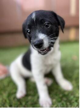 James Avery -  Terrier Dog for Adoption in El Cajon, California - James Avery | PetCurious