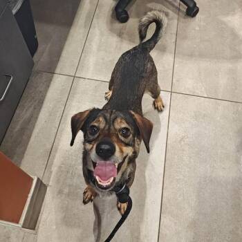 Wolf -  Terrier Dog for Adoption in Springdale, Arkansas - Wolf | PetCurious