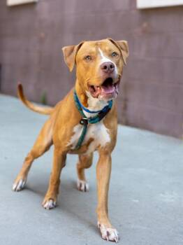 Mixed Breed Dogs Available for Adoption in Chamblee, Georgia - New York | PetCurious
