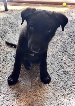 Fraser -  Mixed Breed Dog for Adoption in Sioux Falls, South Dakota - Fraser | PetCurious