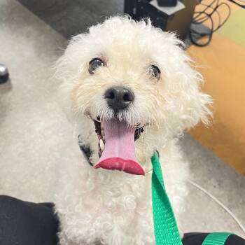 Hendricks -  Mixed Breed Dog for Adoption in Philadelphia, Pennsylvania - Hendricks | PetCurious