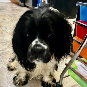 Cocker Spaniel and Mixed Breed Dogs Available for Adoption in Frankfort, Kentucky - Domino 5747 D | PetCurious