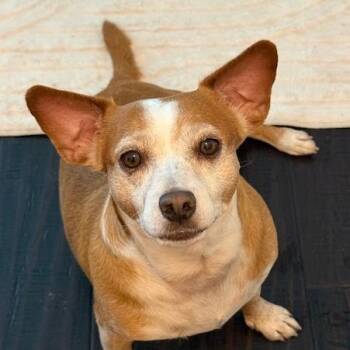 Mixed Breed Dogs Available for Adoption in Houston, Texas - Miles | PetCurious