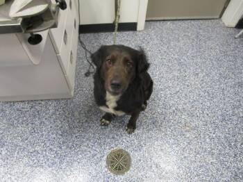 Australian Shepherd and Labrador Retriever Dogs Available for Adoption - Lucy | PetCurious