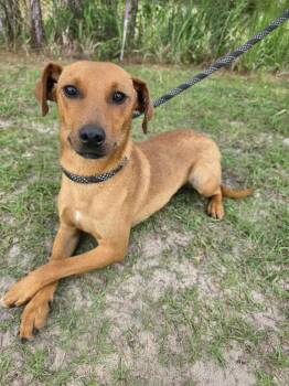 Leo -  Dachshund Dog for Adoption in New York, New York - Leo | PetCurious