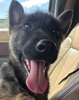 German Shepherd Dog and Belgian Shepherd Malinois Dogs Available for Adoption in Delray Beach, Florida - Tina | PetCurious