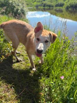 Boop -  Husky and Shepherd Dog for Adoption in Calgary, Alberta - Boop | PetCurious