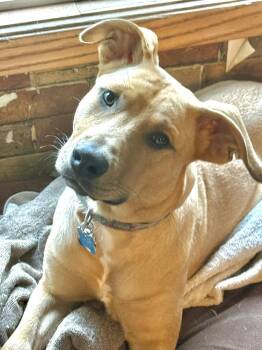 Retriever and Mastiff Dogs Available for Adoption - Cooper | PetCurious