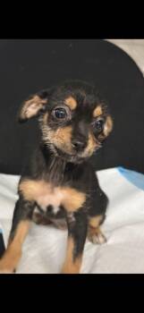 Rescue Chihuahua and Terrier Dogs for Adoption in Fresno, California - BonBon | PetCurious