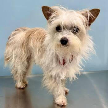 Fergus -  Terrier Dog for Adoption in Portland, Oregon - Fergus | PetCurious