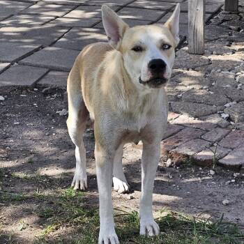Rescue Shepherd and Yellow Labrador Retriever Dogs for Adoption in Corpus Christi, Texas - Mama Rosie | PetCurious