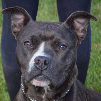 Rescue American Staffordshire Terrier and American Bulldog Dogs for Adoption in Huntley, Illinois - Mira | PetCurious