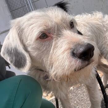 Mixed Breed Dogs Available for Adoption in Allegan, Michigan - Dwight | PetCurious