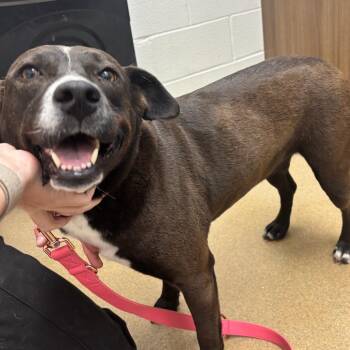 Molly -  Mixed Breed Dog for Adoption in Corpus Christi, Texas - Molly | PetCurious