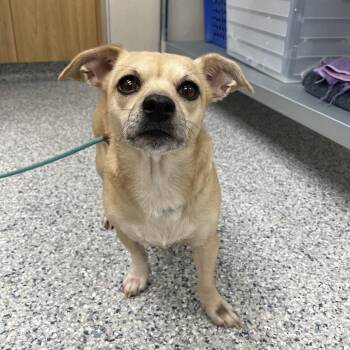 Jesse -  Chihuahua Dog for Adoption in Chicago, Illinois - Jesse | PetCurious