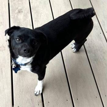 Skarlett -  Chihuahua and Pug Dog for Adoption in Columbia, Illinois - Skarlett | PetCurious