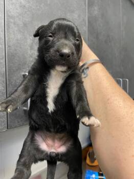 Tote pup 4 -  Mixed Breed Dog for Adoption in Henderson, North Carolina - Tote Pup 4 | PetCurious