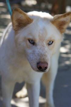 Rescue Siberian Husky Dogs for Adoption in Glendale, Arizona - Kolton | PetCurious