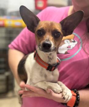Boone -  Chihuahua and Rat Terrier Dog for Adoption in Tulsa, Oklahoma - Boone | PetCurious