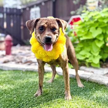 Penny -  Beagle and Mixed Breed Dog for Adoption in Fairfield, Connecticut - Penny | PetCurious