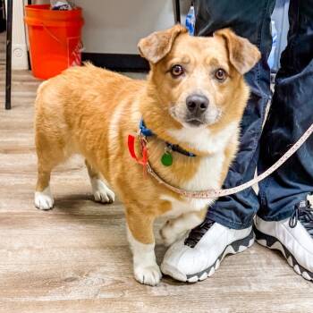 Rescue Shepherd and Corgi Dogs for Adoption in Parker, Colorado - 832 (2025) Louie | PetCurious