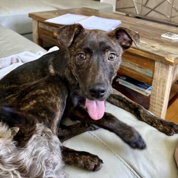 Skipper -  Catahoula Leopard Dog Dog for Adoption in New Orleans, Louisiana - Skipper | PetCurious