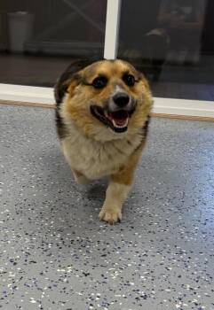 Doug -  Corgi Dog for Adoption in Yankton, South Dakota - Doug | PetCurious