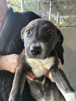 Rescue Mixed Breed Dogs for Adoption in West Chester, Pennsylvania - Daisy | PetCurious