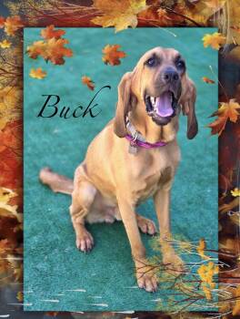 Buck -  Bloodhound Dog for Adoption in Maryville, Tennessee - Buck | PetCurious