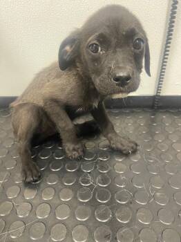 Wendy -  Labrador Retriever and Mixed Breed Dog for Adoption in Kemp, Texas - Wendy | PetCurious
