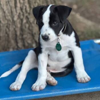 Rescue Mixed Breed Dogs for Adoption in Buffalo, Minnesota - Wasabi | PetCurious
