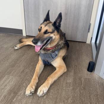 TXAC-Stray-20016 -  German Shepherd Dog Dog for Adoption in Portland, Texas - TXAC-Stray-20016 | PetCurious
