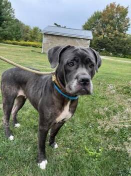 Rescue Mixed Breed Dogs for Adoption in Erie, Pennsylvania - NYX | PetCurious