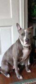 Cyan -  Mixed Breed Dog for Adoption in West Chester, Pennsylvania - Cyan | PetCurious