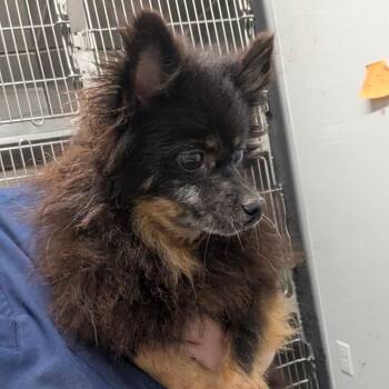 Hugo -  Pomeranian Dog for Adoption in Chico, California - Hugo | PetCurious