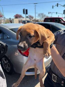 Rhodesian Ridgeback and Mixed Breed Dogs Available for Adoption - KADABRA | PetCurious