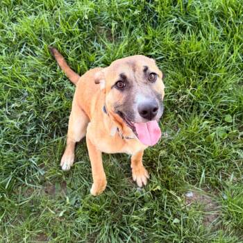 German Shepherd Dog Dogs Available for Adoption in Indianapolis, Indiana - Daisy Chain | PetCurious