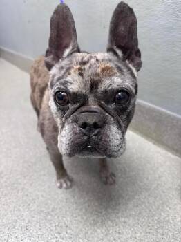 HOLLYWOOD -  French Bulldog Dog for Adoption in Las Vegas, Nevada - HOLLYWOOD | PetCurious