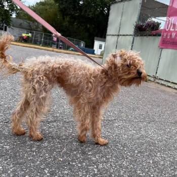 Nolan -  Mixed Breed Dog for Adoption in Fredericksburg, Virginia - Nolan | PetCurious