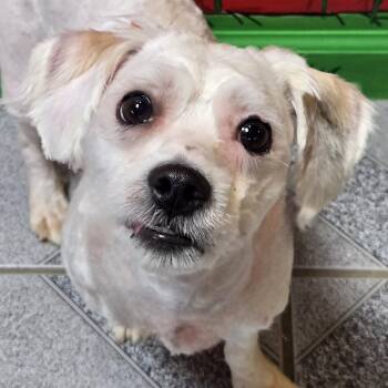 Dumpy -  Bichon Frise Dog for Adoption in Normal, Illinois - Dumpy | PetCurious