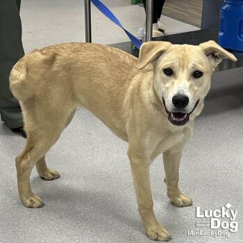 Labrador Retriever Dogs Available for Adoption - Buttery | PetCurious