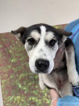 Husky and Mixed Breed Dogs Available for Adoption in San Antonio, Texas - Chyla | PetCurious