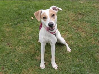 Rescue Labrador Retriever and Jack Russell Terrier Dogs for Adoption in San Clemente, California - TRINKET | PetCurious