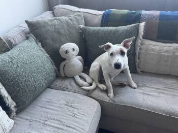 Rescue Bull Terrier and Terrier Dogs for Adoption in Poway, California - Maya | PetCurious