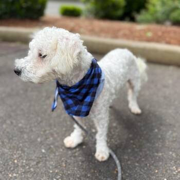 Manny -  Miniature Poodle and Mixed Breed Dog for Adoption in Newberg, Oregon - Manny | PetCurious